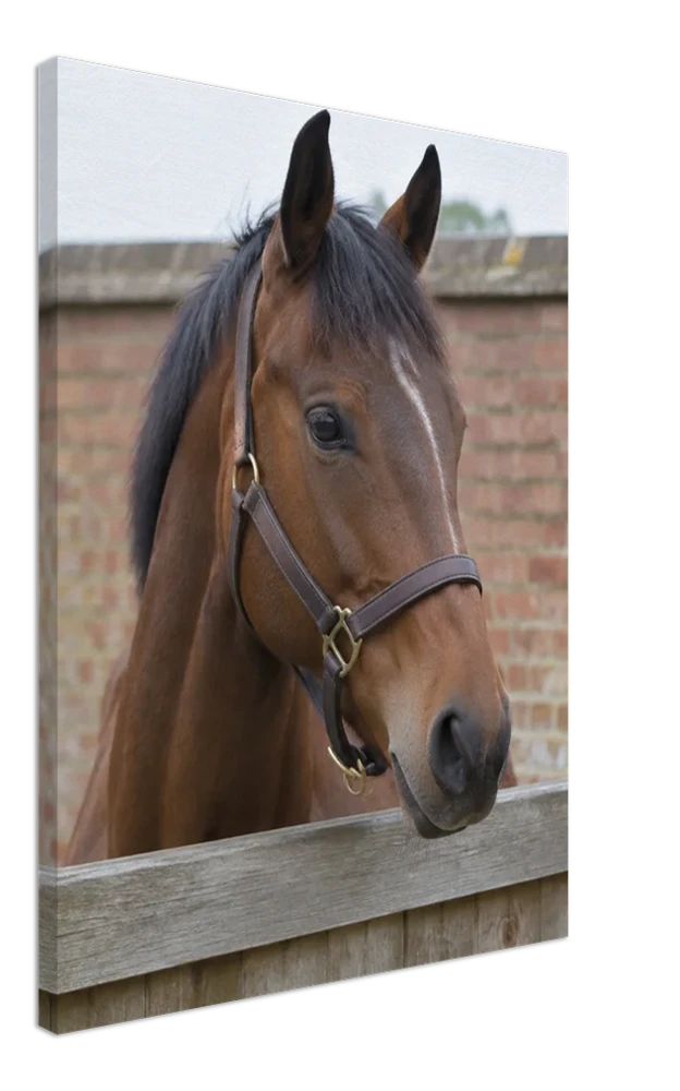 Gelato product render: an illustrative example image of a bay horse looking over a stable door, on a stretched canvas